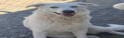 Pastore Maremmano cani in regalo: SORAYA - Annuncio 1