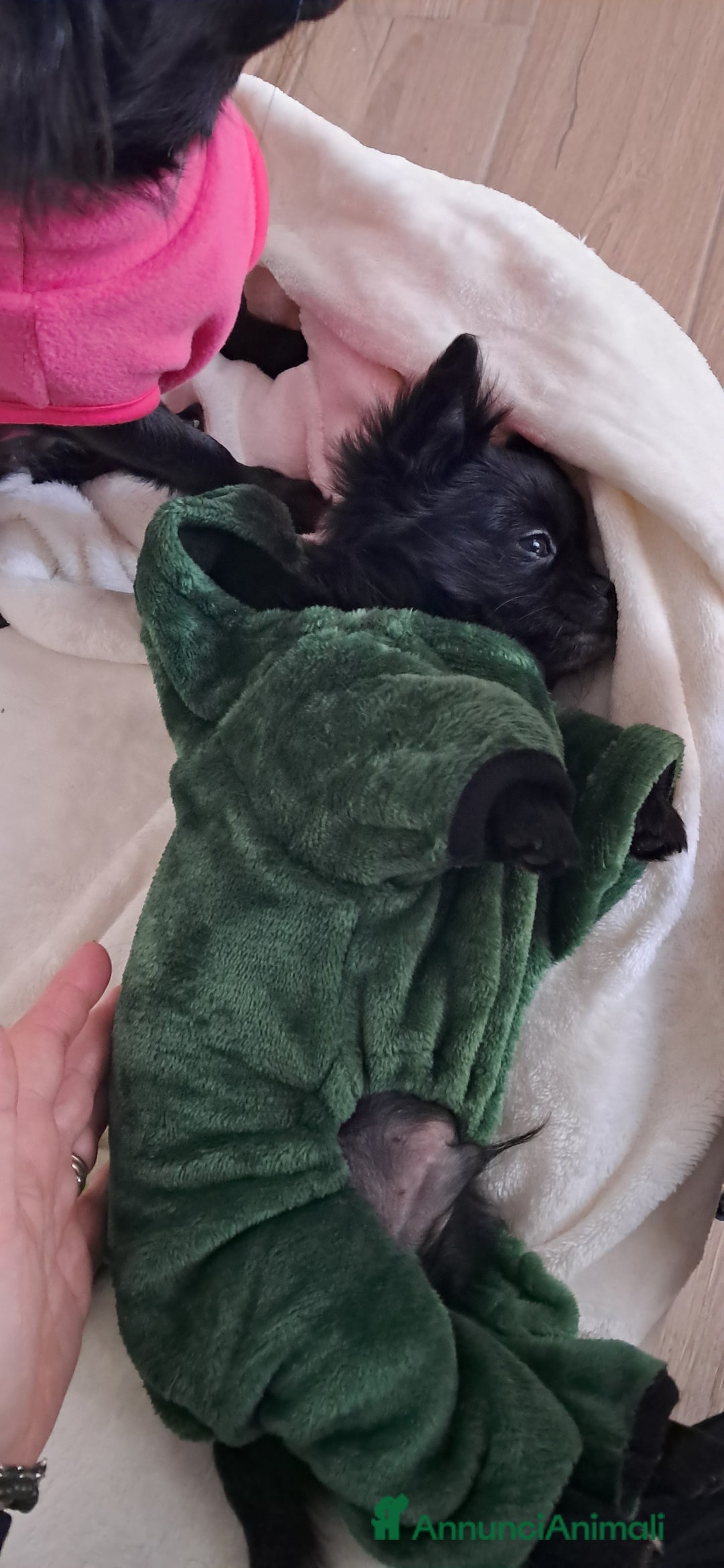 Chihuahua cani in vendita: Cucciolo chihuahua pelo lungo con pedigree enci  - Annuncio 3