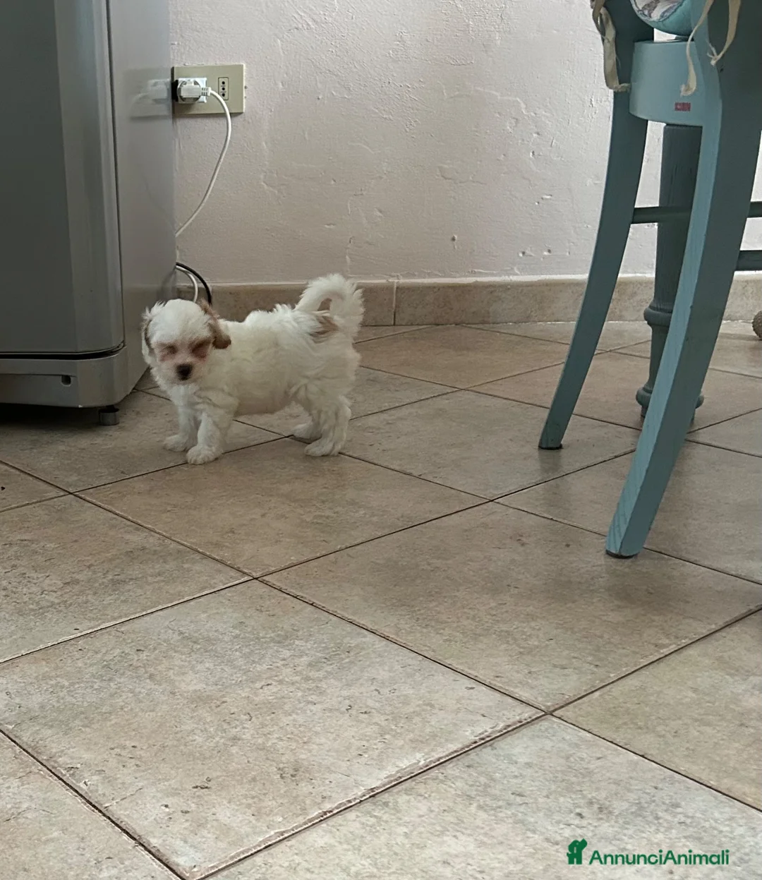 Maltipoo cani in vendita: Maltipo - Annuncio 2