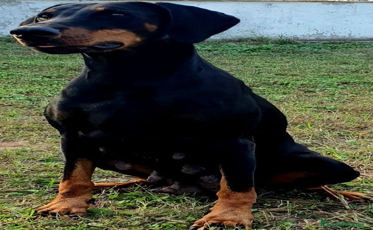Dobermann cani - Annuncio 7