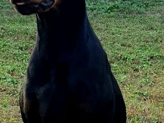 Dobermann cani dobermann cuccioli - Annuncio 2