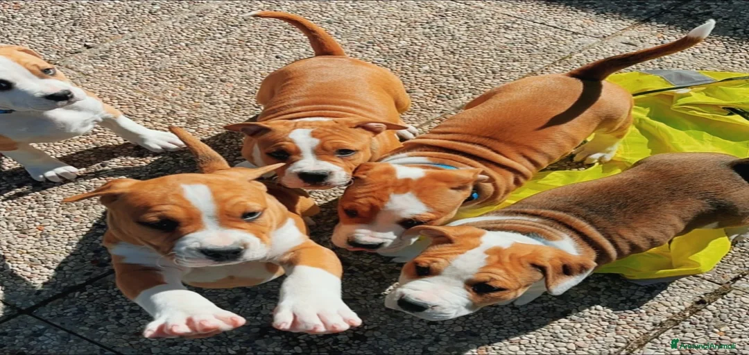 Immagine della galleria {{count}}