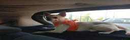 Chihuahua cani per accoppiamento: chiwuwua  - Annuncio 9