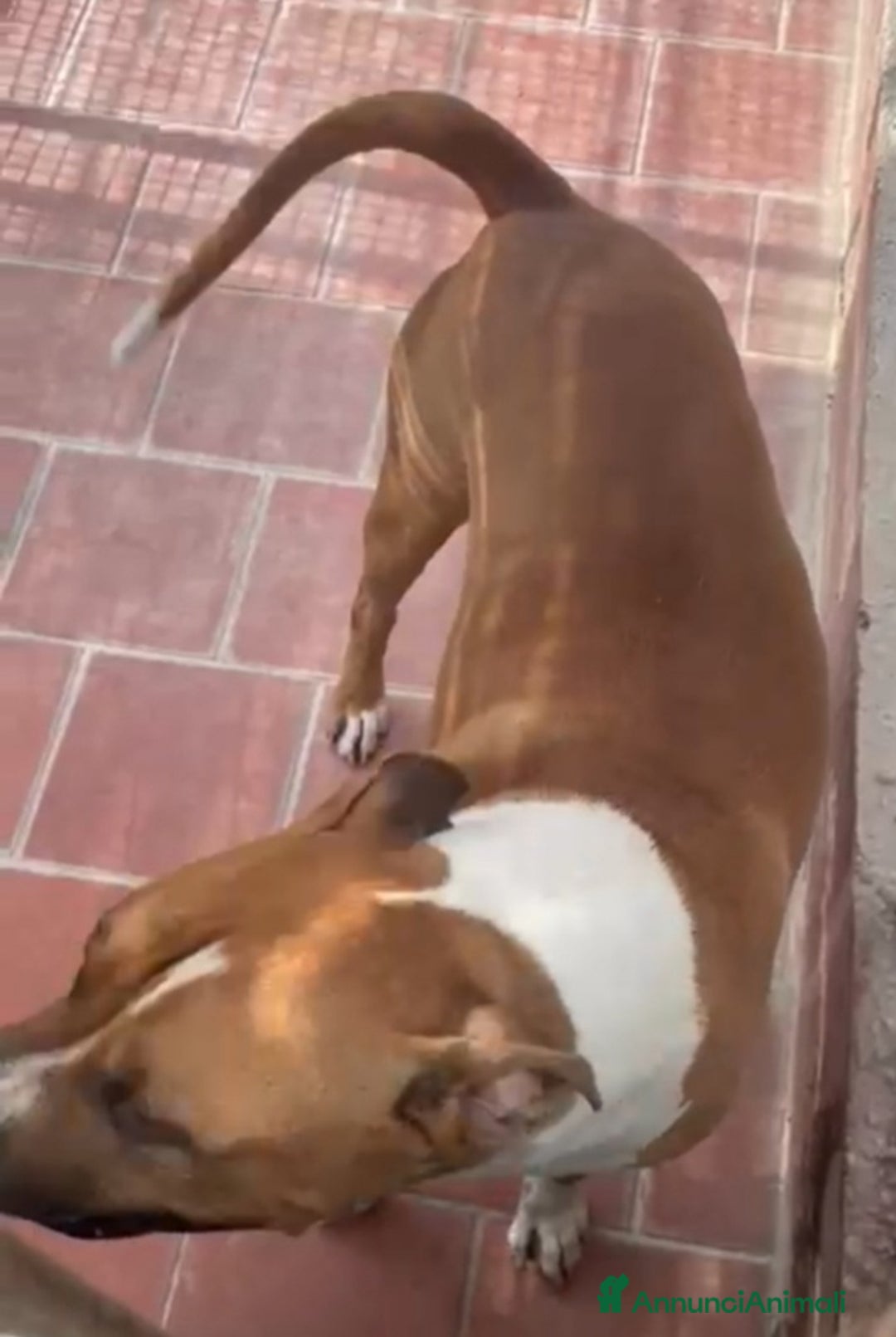 American Staffordshire cani in regalo: Amstaff viveva felice coi bimbi,poi il canile!ROMA a Città metropolitana di Milano - Immagine 7