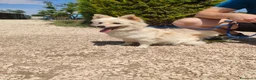 Volpino Italiano cani in regalo: Lillino un cucciolo di volpino in canile - Annuncio 4