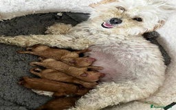 Meticcio cani in vendita: Cuccioli di Maltipoo - Immagine 14