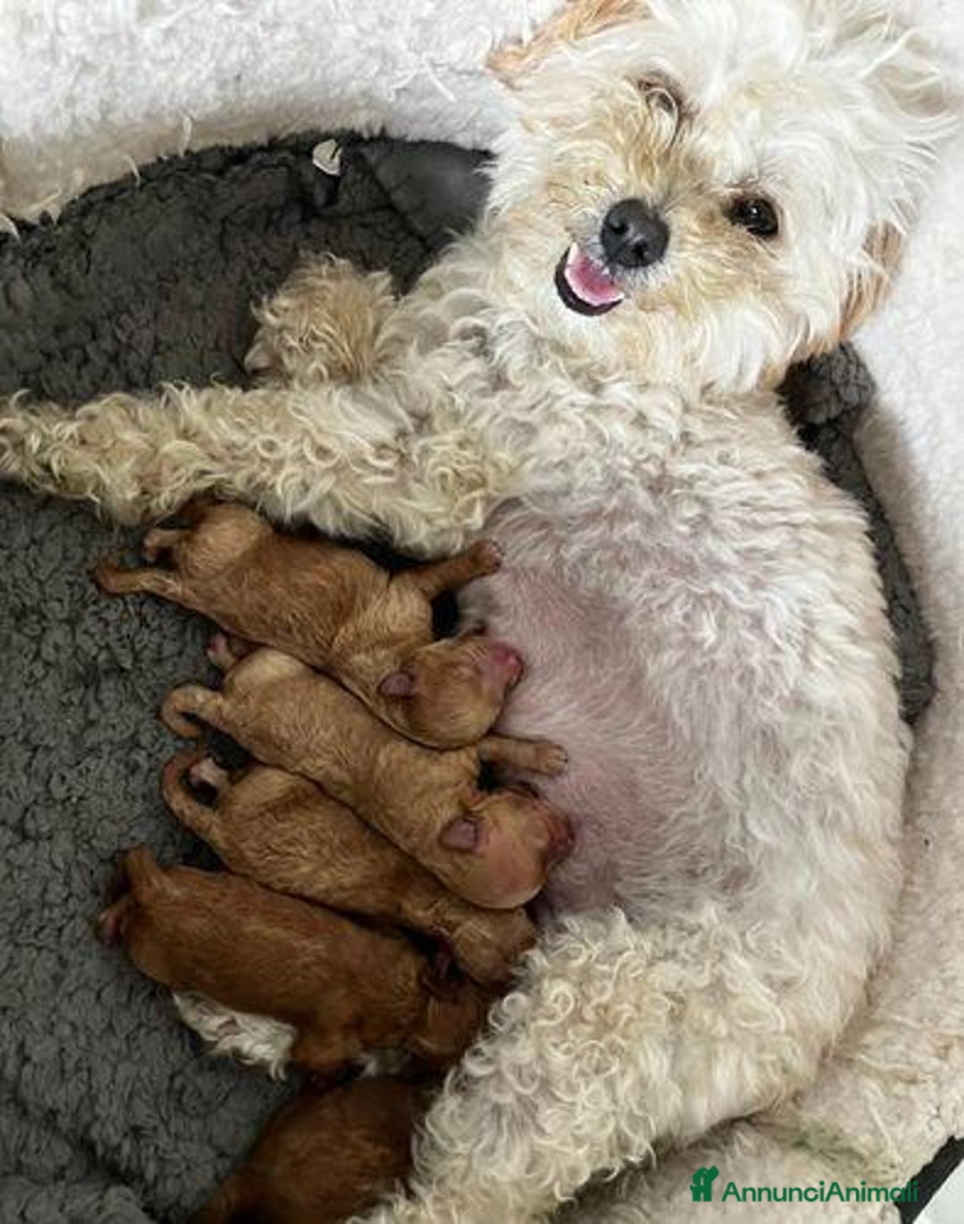 Meticcio cani in vendita: Cuccioli di Maltipoo - Immagine 14
