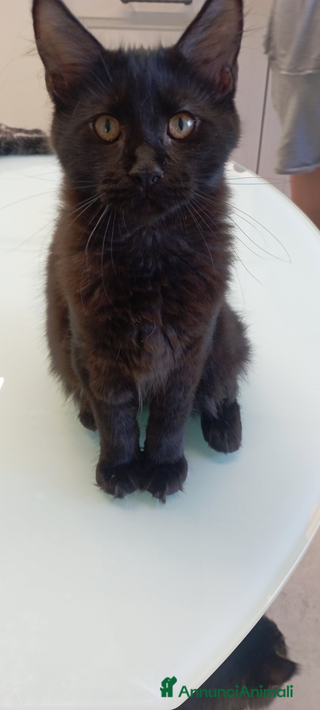 Maine Coon gatti in vendita: Maine Coon con pedigree  - Annuncio 5