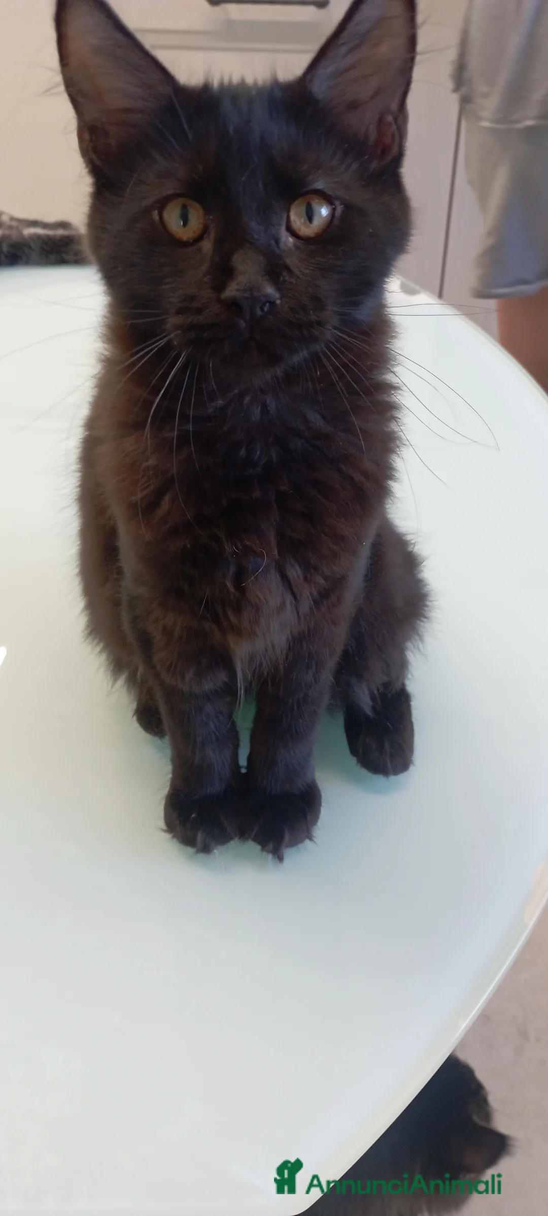 Maine Coon gatti in vendita: Maine Coon con pedigree  - Annuncio 3