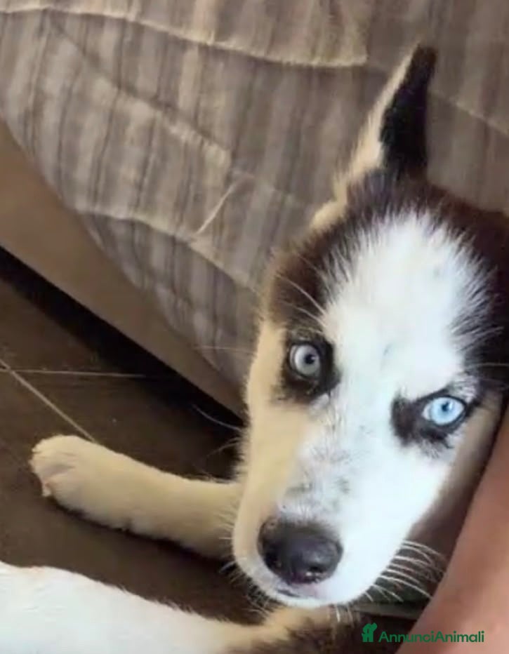 Husky cani Diego un bellissimo cucciolo ci troviamo ad Acerra - Annuncio 6