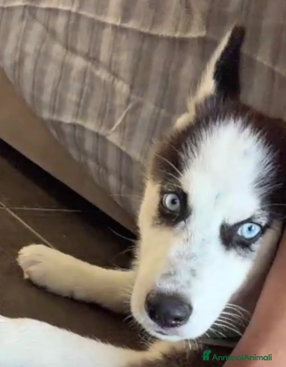 Husky cani in vendita: Diego un bellissimo cucciolo ci troviamo ad Acerra a Città Metropolitana di Napoli - Annuncio 1