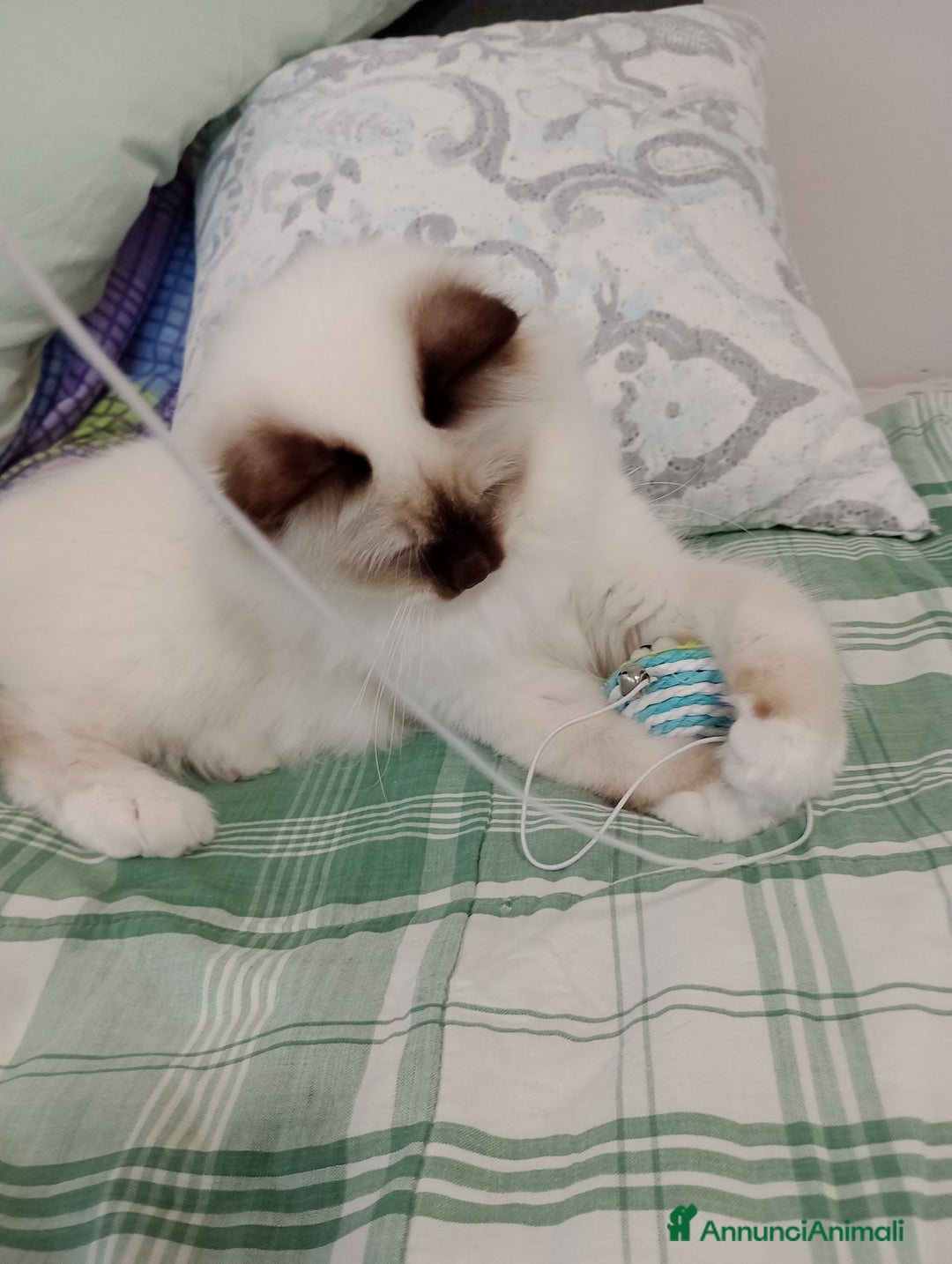 Sacro di Birmania gatti in vendita: Sacro di Birmania  - Annuncio 2