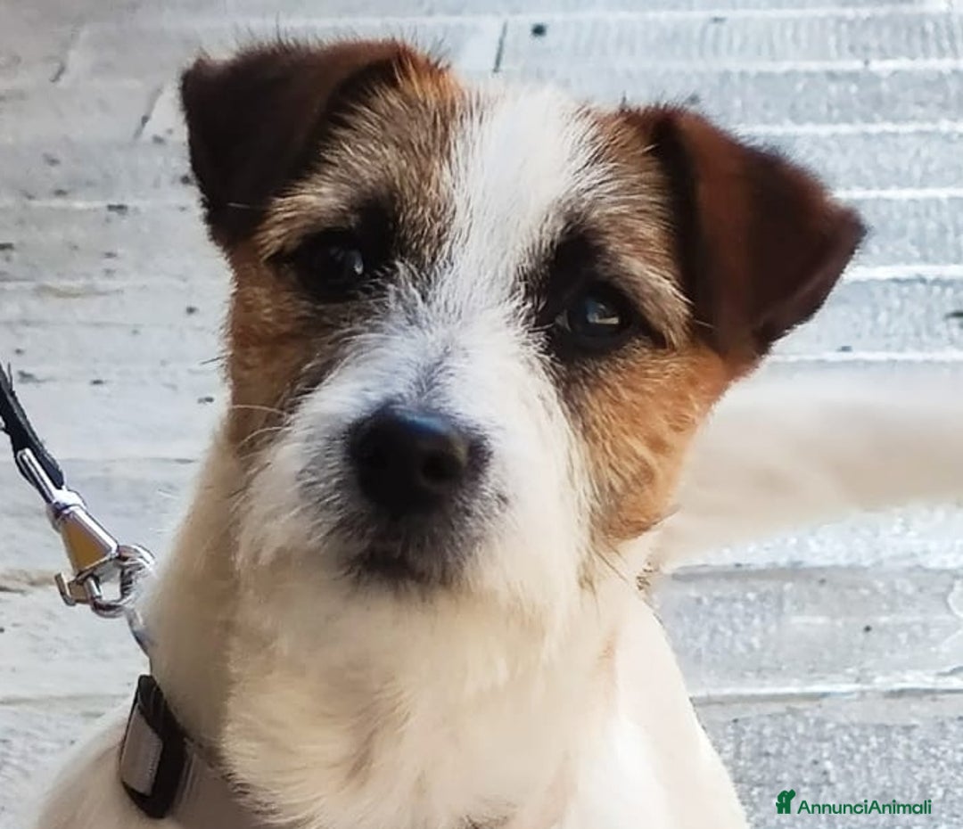 Immagine della galleria {{count}}