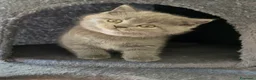 Scottish gatti in vendita: Dolcissima cucciola Scottish straight 🩷 - Annuncio 4