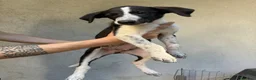 Meticcio cani in vendita: Lurcher  a Provincia di Treviso - Annuncio 4