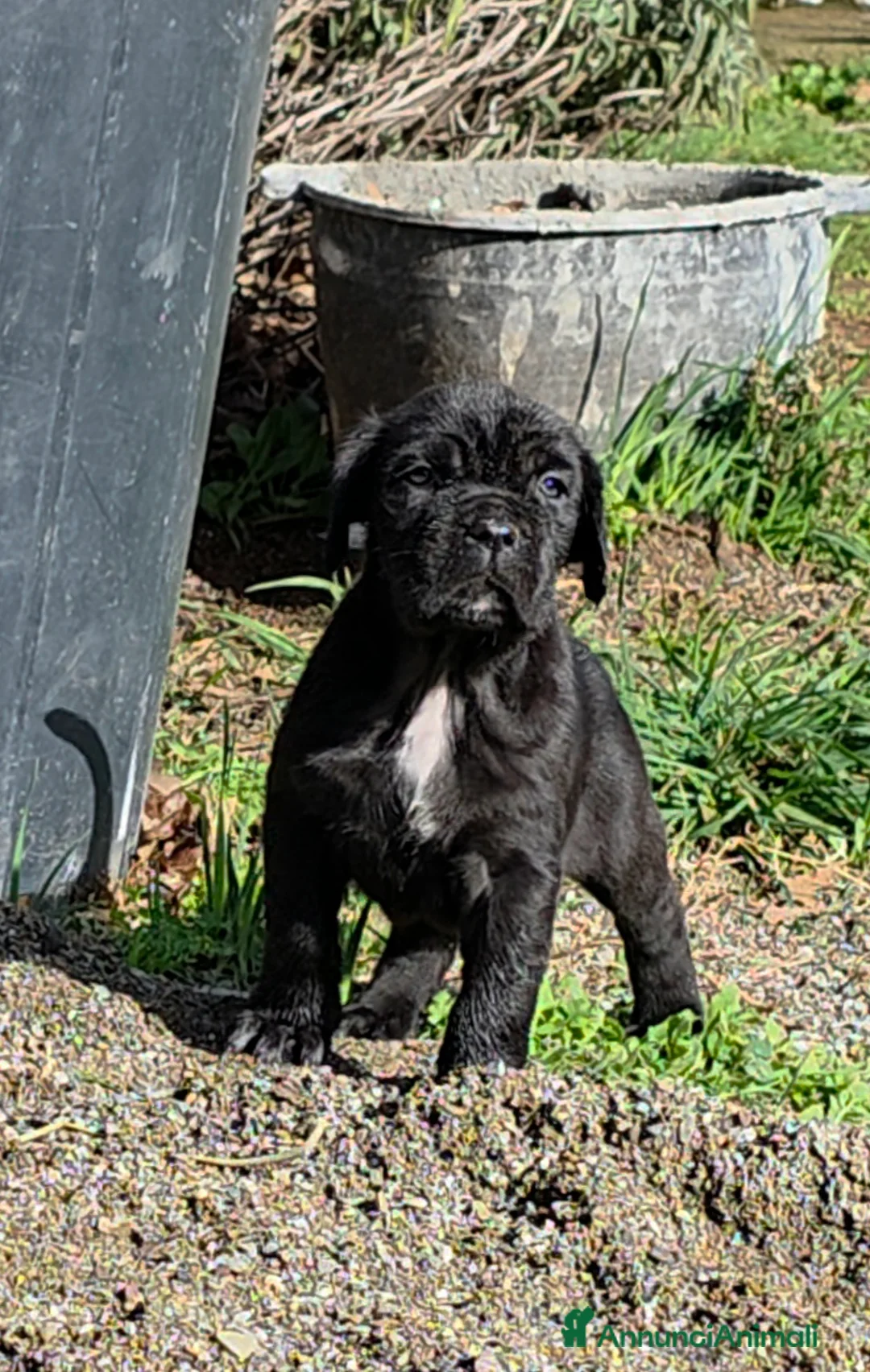 Mastino Napoletano cani in vendita: Cuccioli di Mastino Napoletano - Annuncio 25