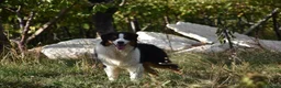 Australian Shepherd cani in vendita: cucciolotti pastore australiano - australian  - Annuncio 4