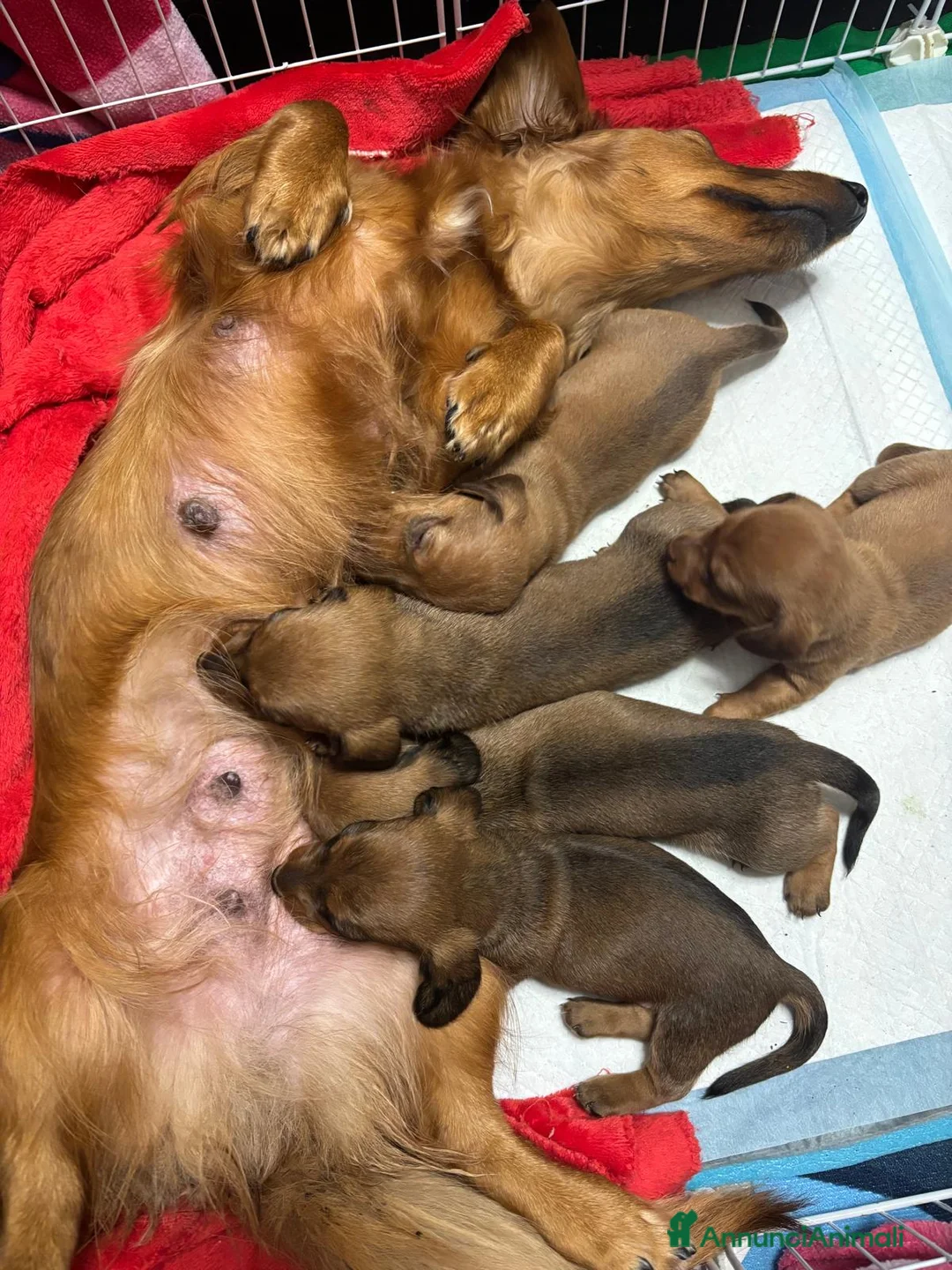 Bassotto cani in vendita: Bassotto  - Annuncio 2