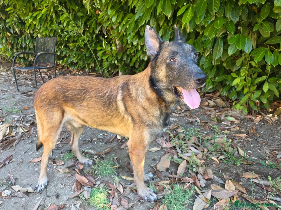 Lupo Cecoslovacco cani in regalo: ROSS, adozione del cuore - Annuncio 3