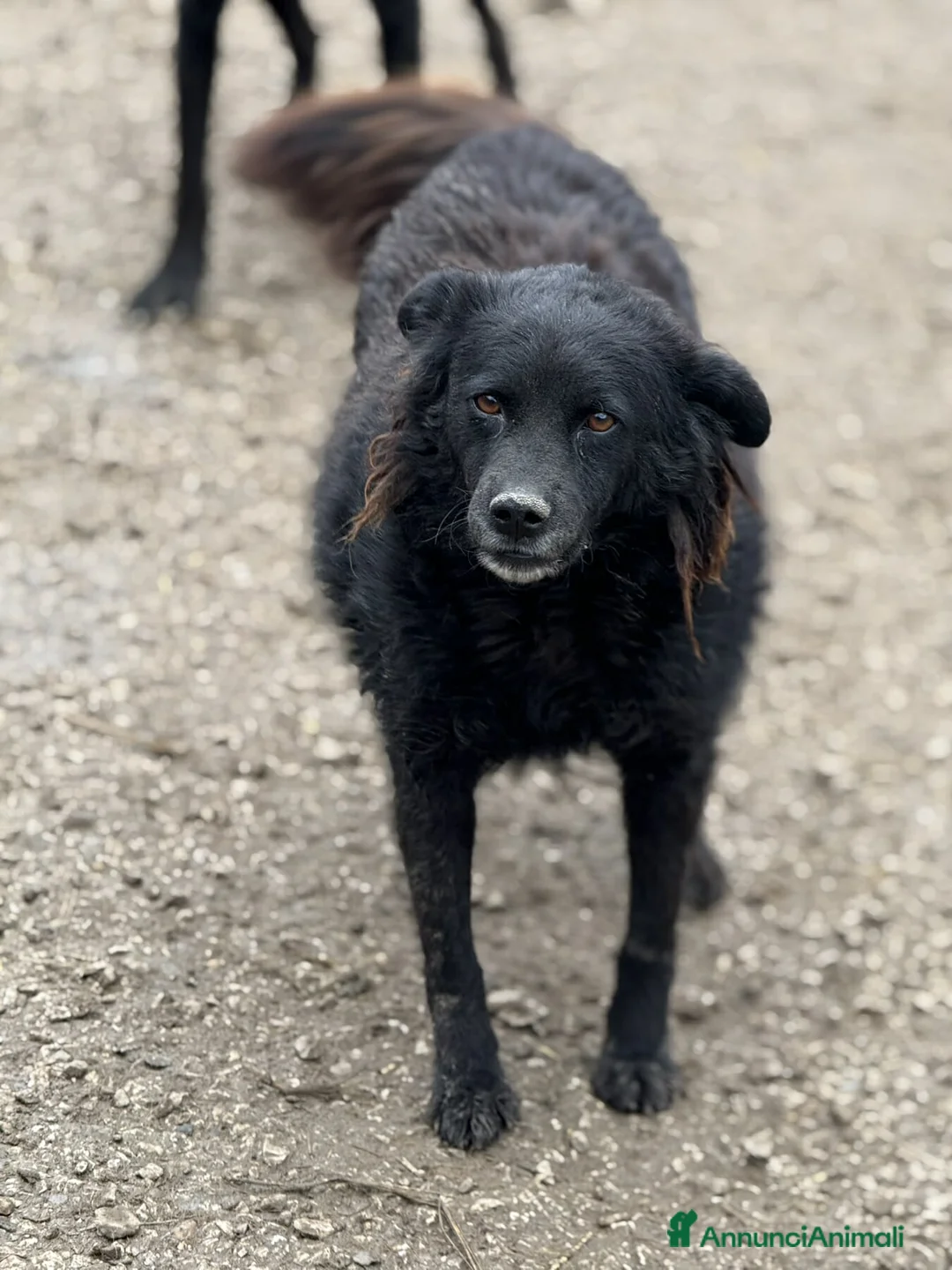 Meticcio cani in regalo: BARK, cagnolina dimenticata da tutti. - Annuncio 7