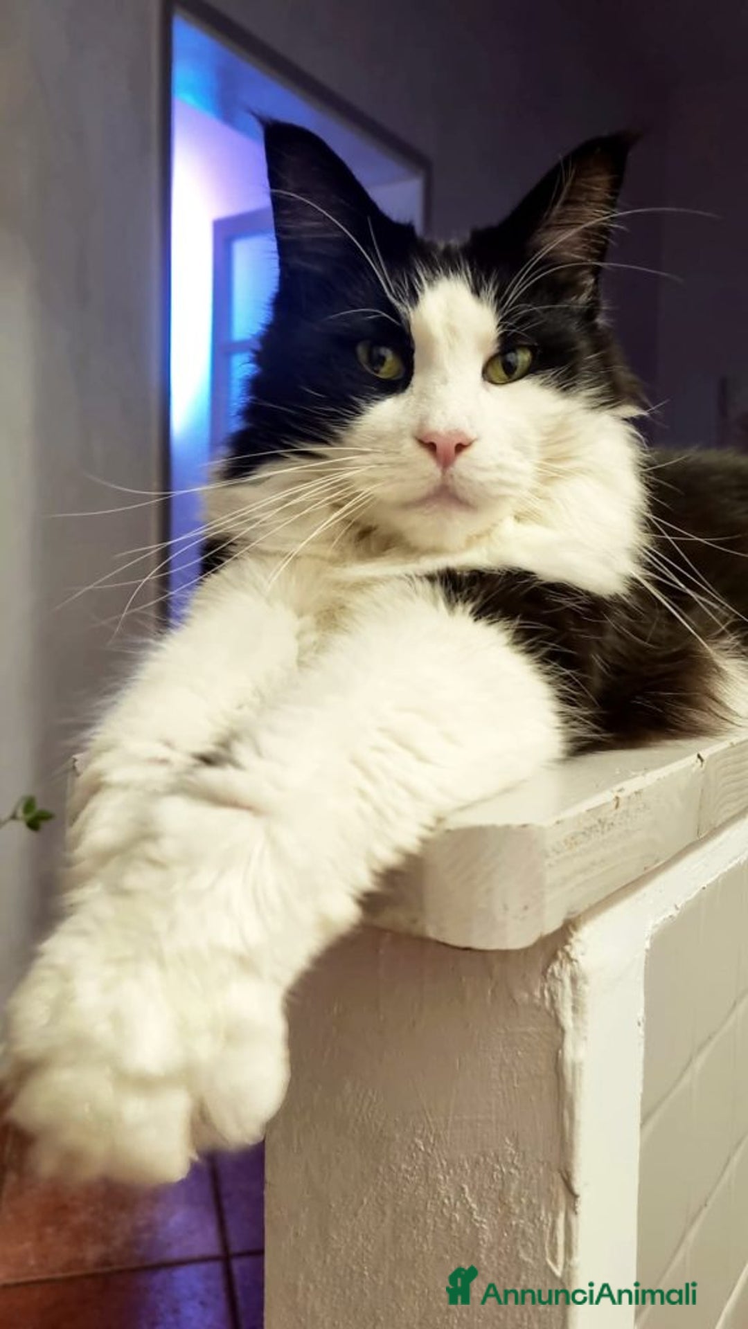 Immagine della galleria {{count}}