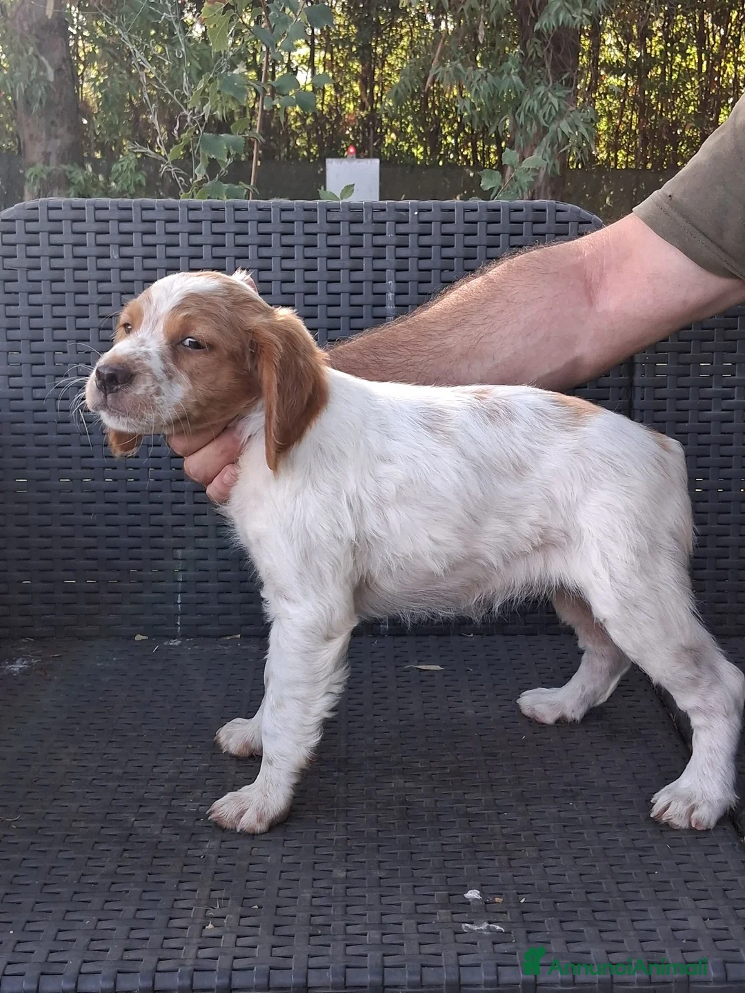 Breton cani in vendita: cuccioli Epagneul Breton disponibili - Annuncio 2