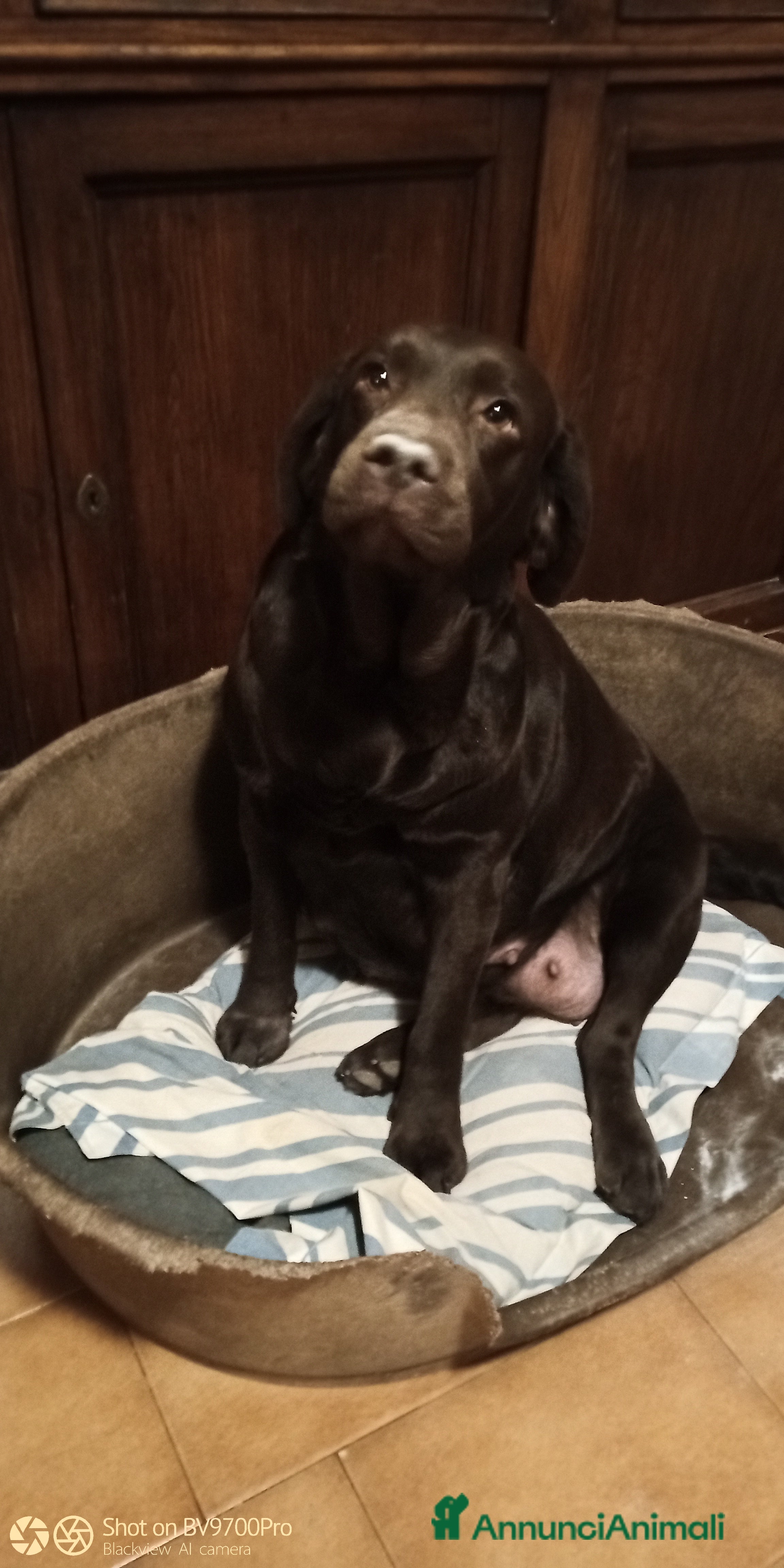 Labrador cani Labrador  - Annuncio 2