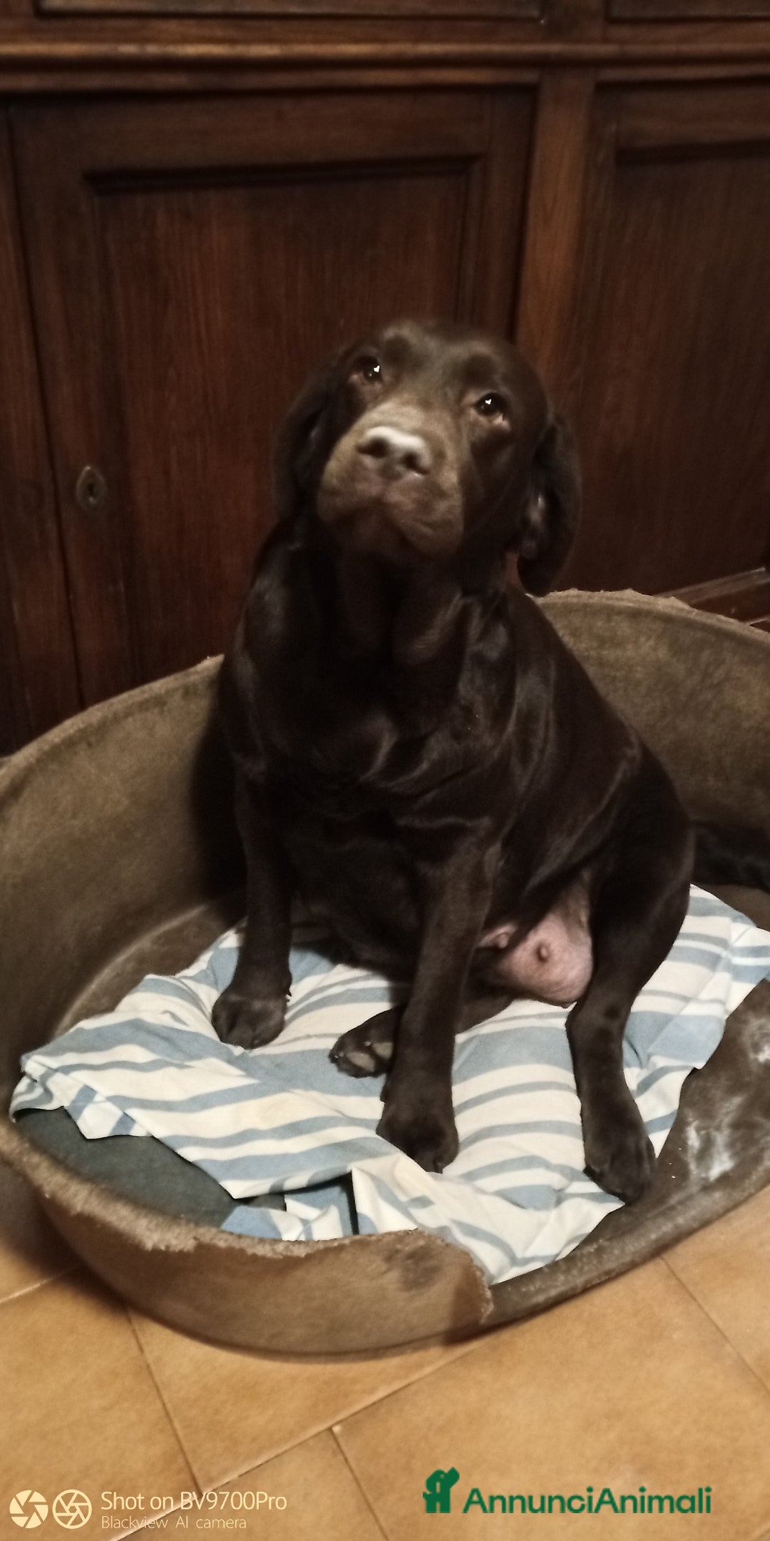 Labrador cani in vendita: Labrador  - Annuncio 2