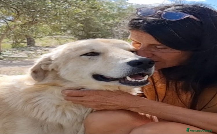 Meticcio cani a Provincia di Mantova - Annuncio 11