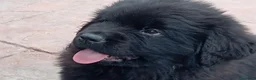 Terranova cani in vendita: Cuccioli terranova  - Annuncio 2