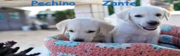 Labrador cani in regalo: Quattro cuccioli incrocio labrador in adozione a Città Metropolitana di Genova - Annuncio 5