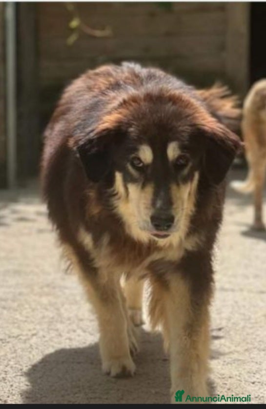 Meticcio cani Lady 5anni medio grande salvata in 1lager.ROMA a Città metropolitana di Milano - Annuncio 2