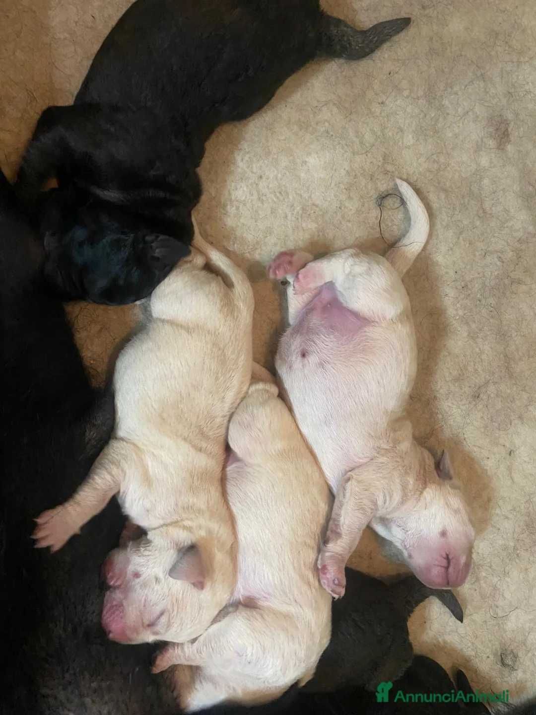 Labrador cani in vendita: Cuccioli Labrador Retriever a Provincia di Livorno - Annuncio 3