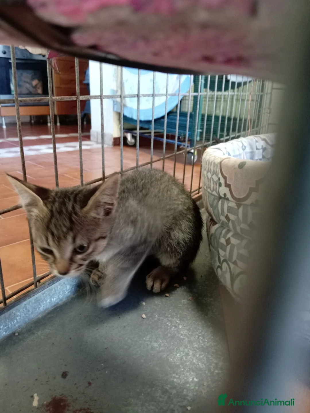 Europeo gatti in regalo: due cuccioli 2 mesi cercano casa❤️❤️ - Annuncio 1