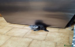 Persiano gatti in vendita: Cuccioli persiano silver schaded a Città Metropolitana di Bologna - Immagine 8