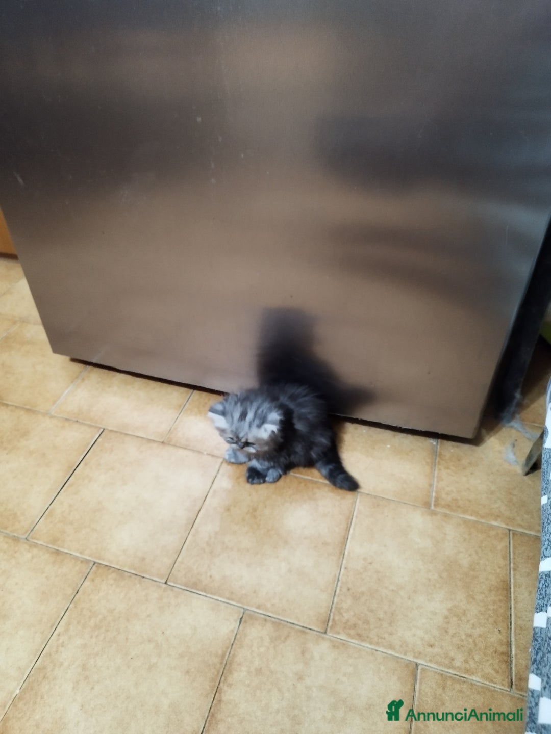 Persiano gatti in vendita: Cuccioli persiano silver schaded a Città Metropolitana di Bologna - Immagine 8
