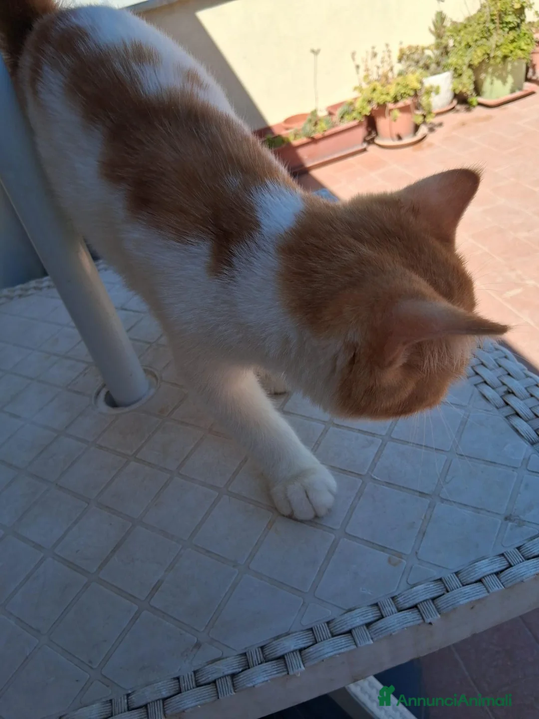 Exotic Shorthair gatti in vendita: Exotic Shorthair - Annuncio 2