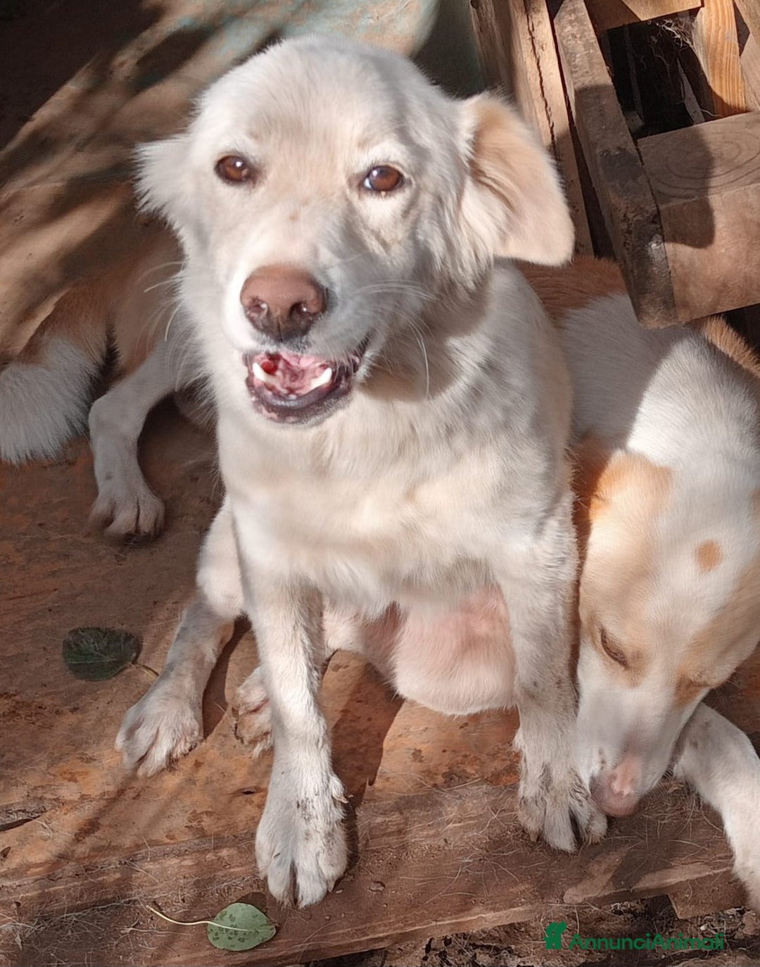 Meticcio cani in regalo: LIZZY ASPETTA UNA MAMMA  - Annuncio 3