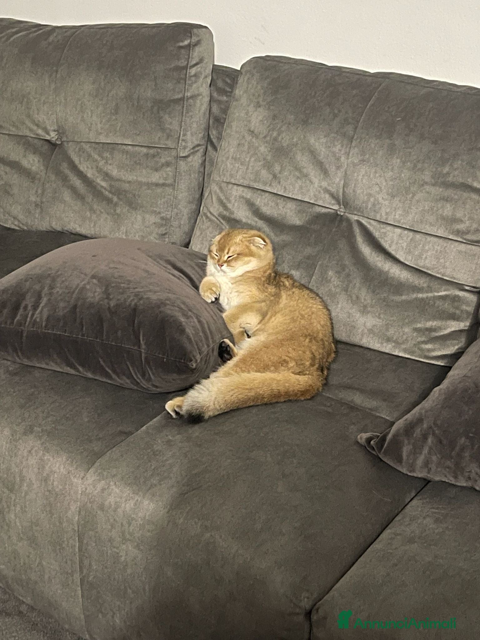 British gatti in vendita: SCOTTISH FOLD - Annuncio 2