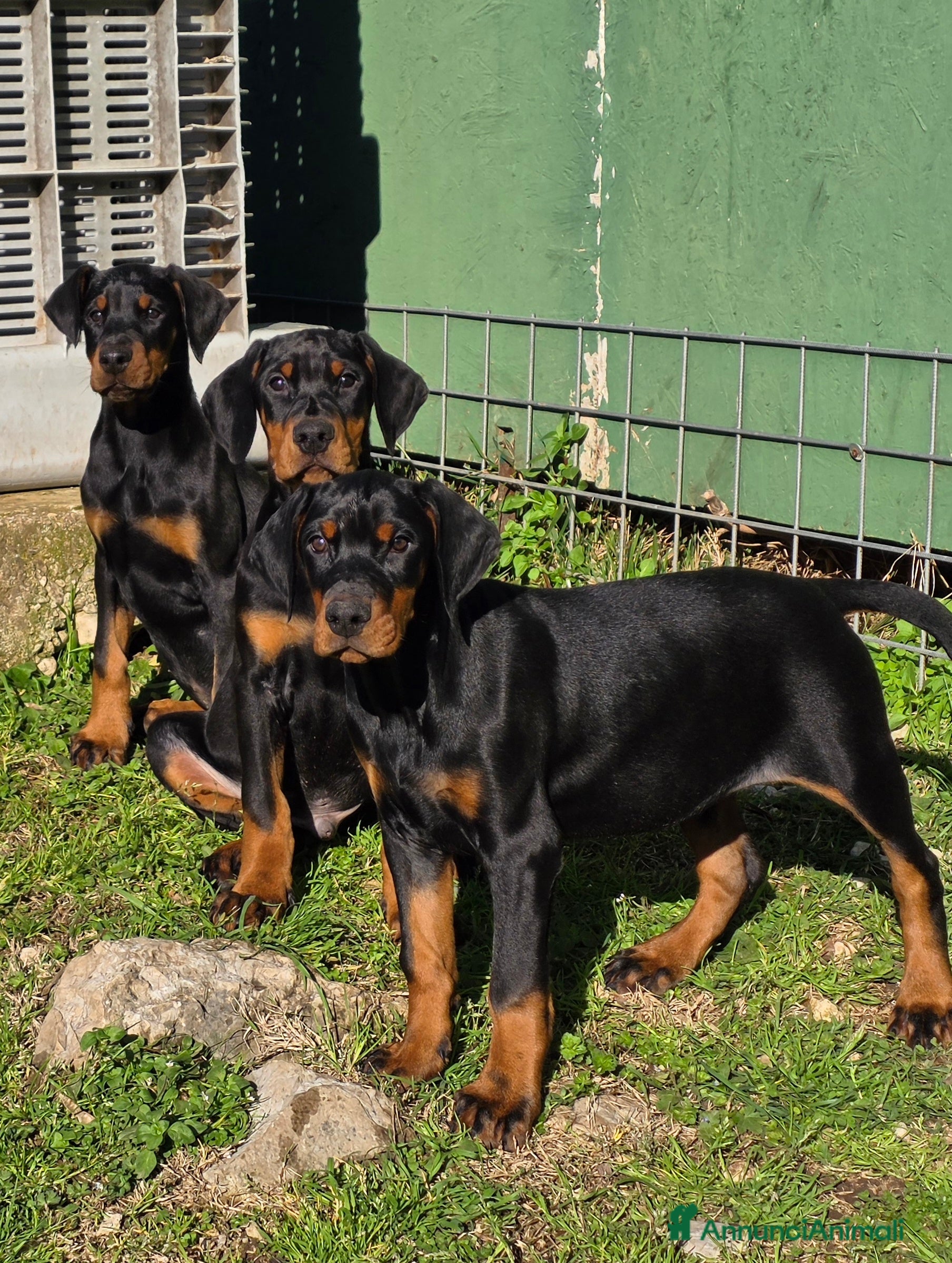 Dobermann cani Dobermann Cuccioli maschi neri a Provincia di Benevento - Annuncio 1