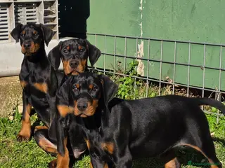 Dobermann cani Dobermann Cuccioli maschi neri a Provincia di Benevento - Annuncio 2