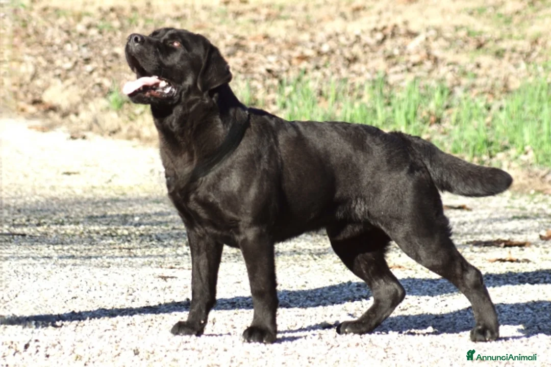 Labrador cani in vendita: Cuccioli di labrador retriever Choco e nero  a Provincia di Novara - Annuncio 5