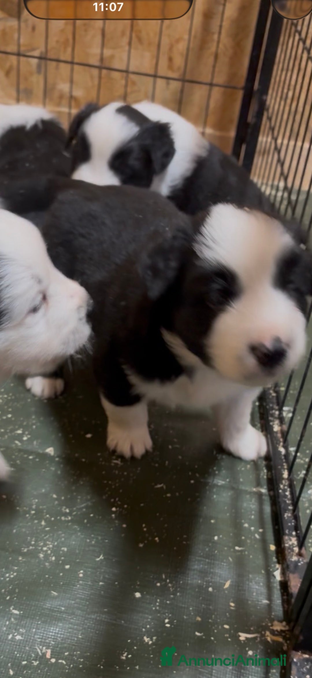 Border Collie cani in vendita: Border collie allevamento BELVERDE  - Annuncio 3