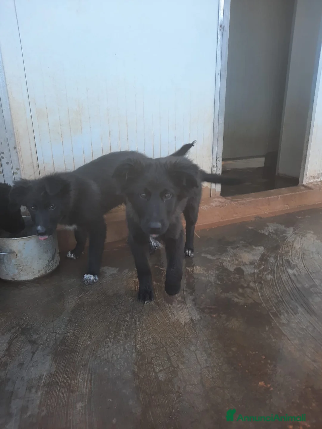 Meticcio cani in regalo: 4 cuccioli in cerca di casa  - Annuncio 8