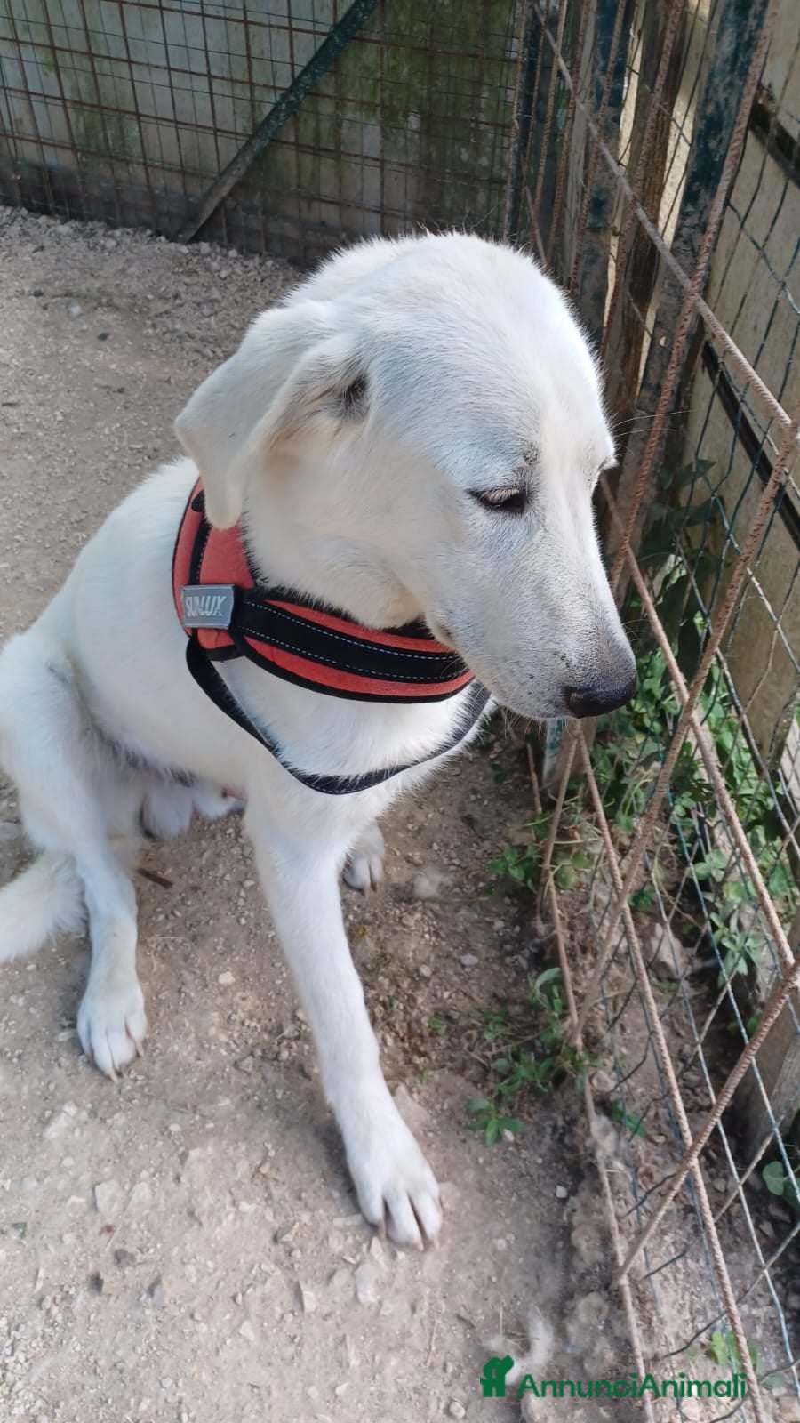 Meticcio cani IL DOLCISSIMO E BELLISSIMO DEMYR a Città metropolitana di Roma Capitale - Annuncio 2