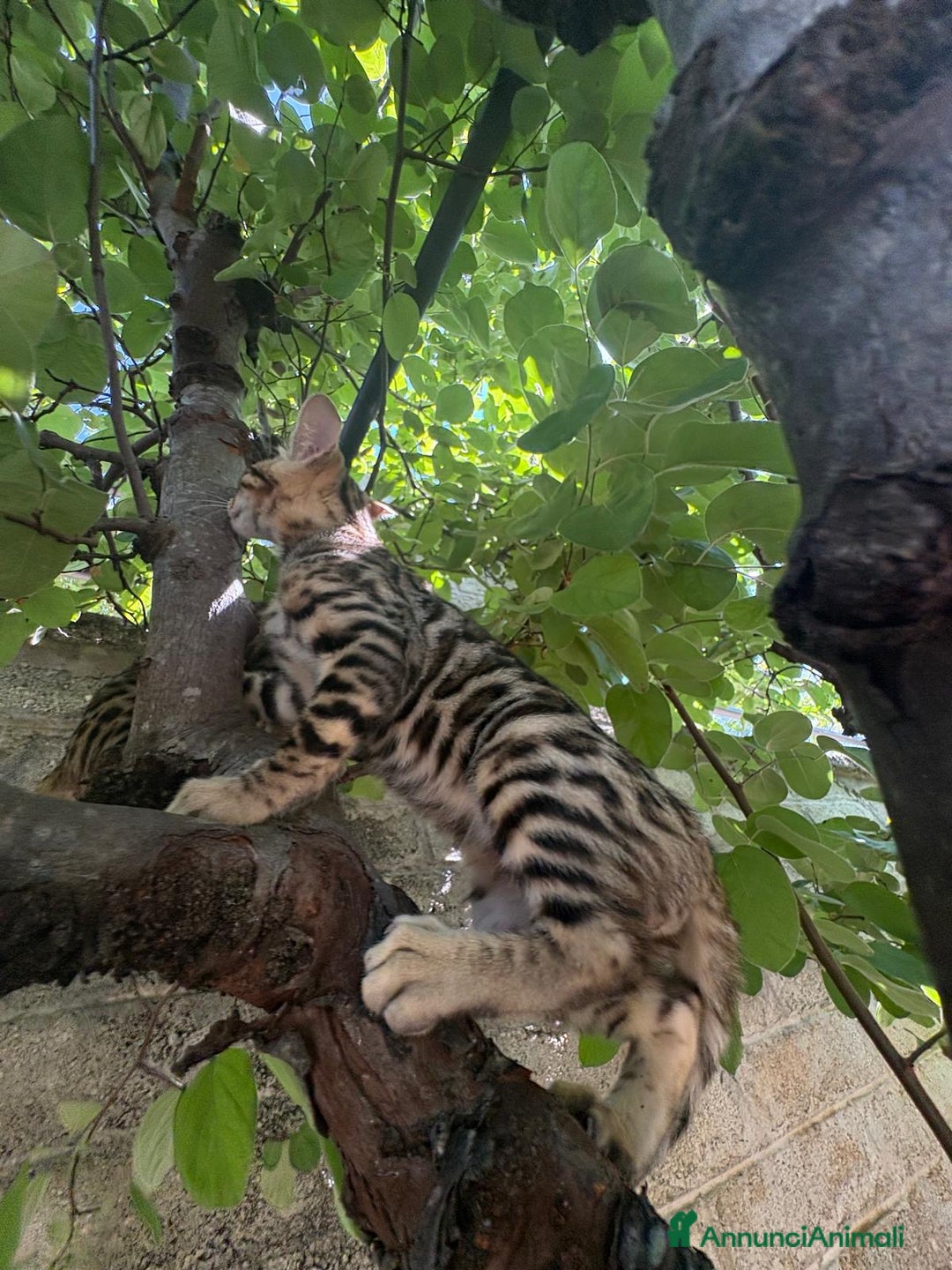 Bengala gatti in vendita: Cucciolo bengala a Provincia di Frosinone - Immagine 5