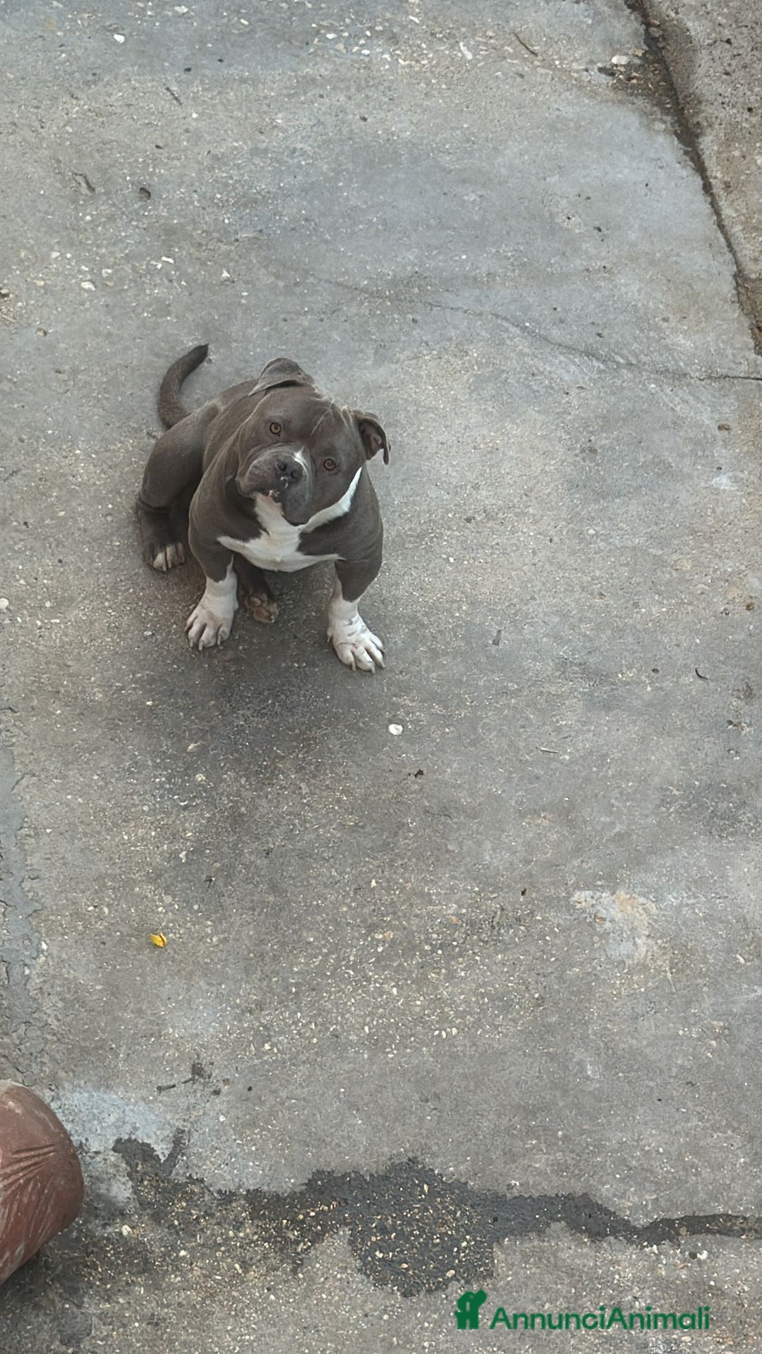 American Bully cani in vendita: Americabully  - Annuncio 5