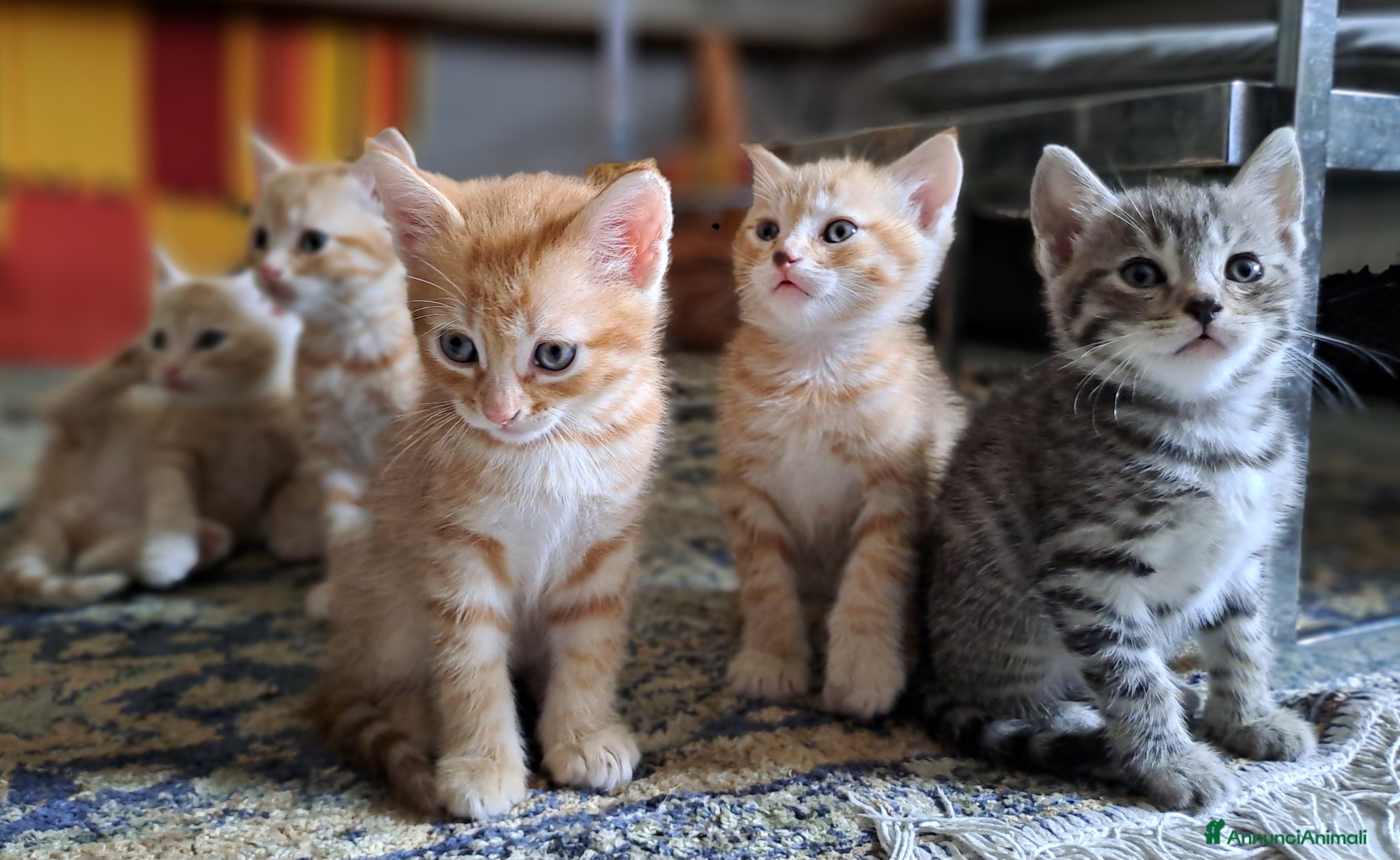 Europeo gatti in regalo: Splendidi gattini cercano casa - Annuncio 4