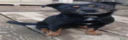 Meticcio cani in regalo: Poldo - Annuncio 1