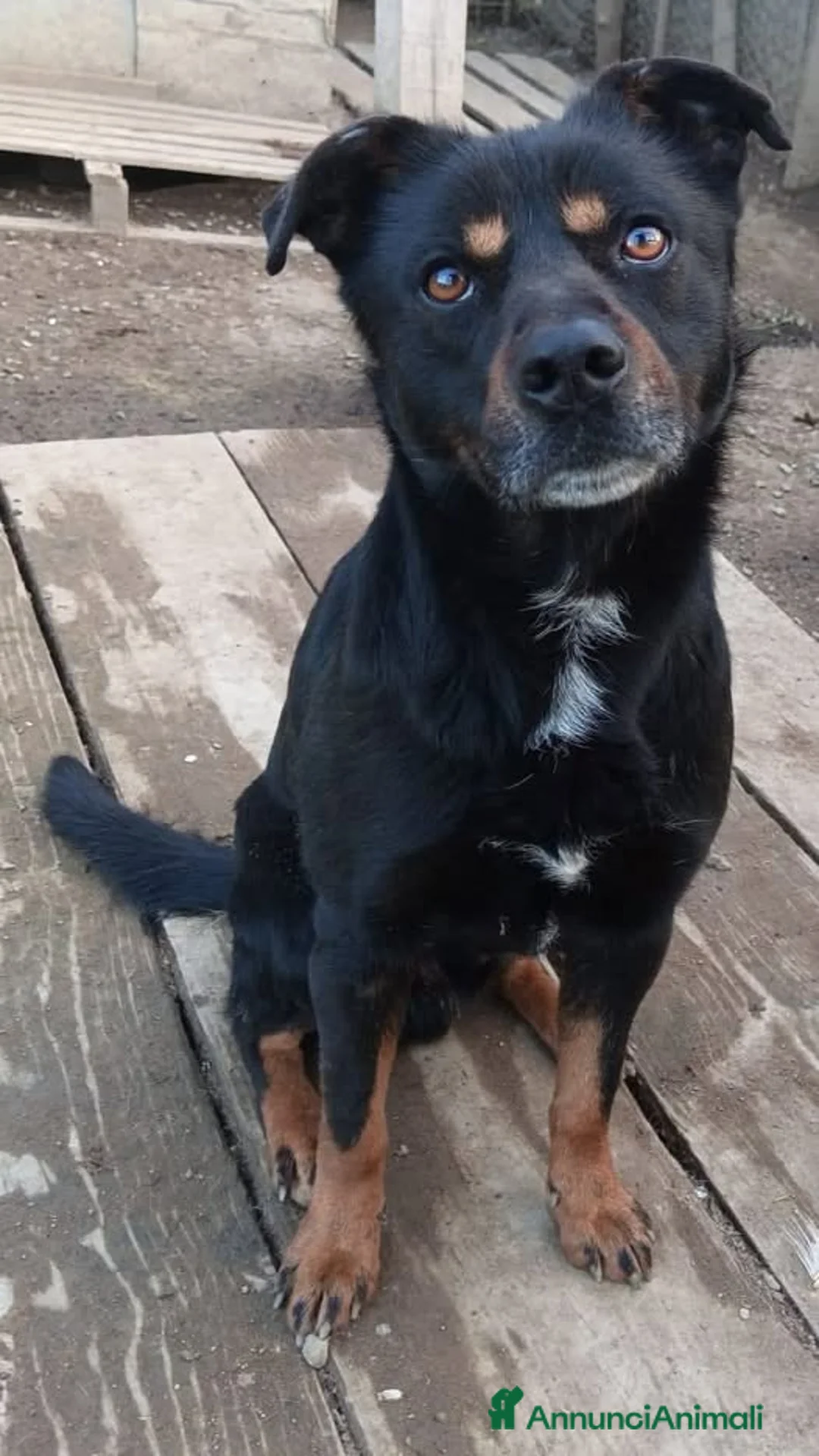 Meticcio cani in regalo: Poldo - Annuncio 1